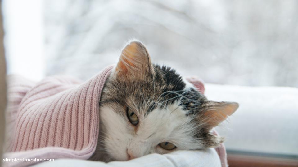 โรคหวัดแมว (Feline Upper Respiratory Infection) เป็นหนึ่งในโรคที่พบได้บ่อยในแมวy โดยเฉพาะในแมวที่มีระบบภูมิคุ้มกันอ่อนแอ