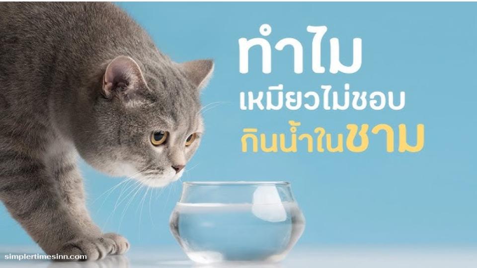 ทำไมแมวถึงไม่ชอบกินน้ำในชาม ปัญหาเล็กๆ ที่อาจกลายเป็นโรค