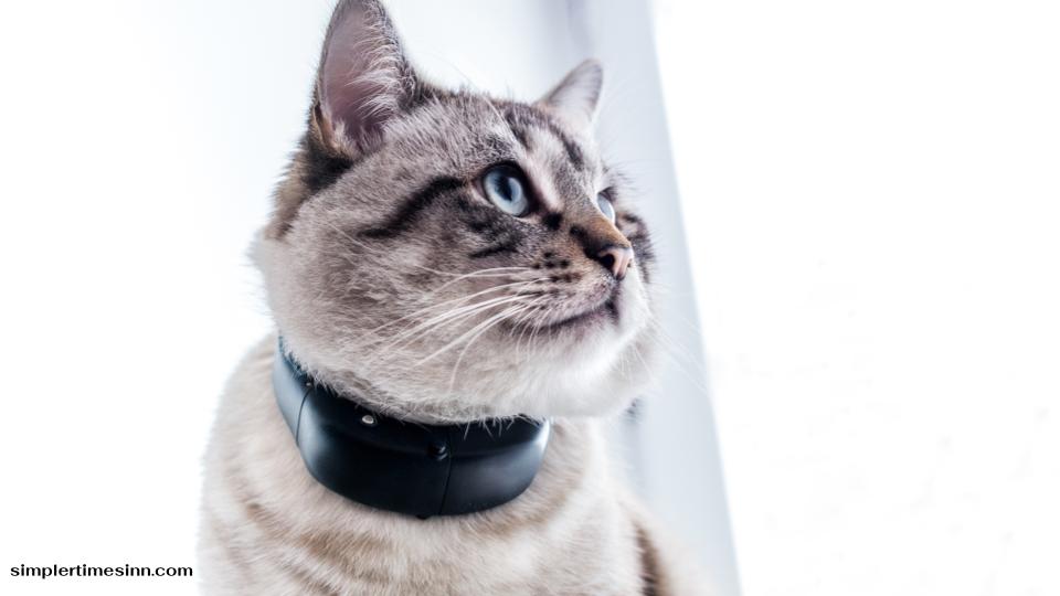 การใช้ GPS ติดแมว มีผลต่อคลื่นสมองหรือไม่?