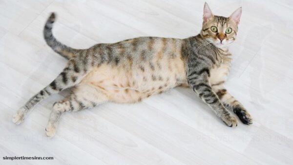 อาการเจ็บท้องในแมว : จะรู้ได้อย่างไรในสัตว์ที่ไม่สามารถพูดได้?
