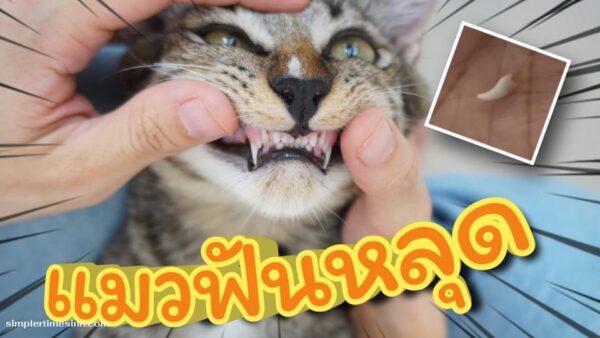 แมวฟันหลุดก่อนวัย เกิดจากอะไร? อาหารหรือโรคแฝง?