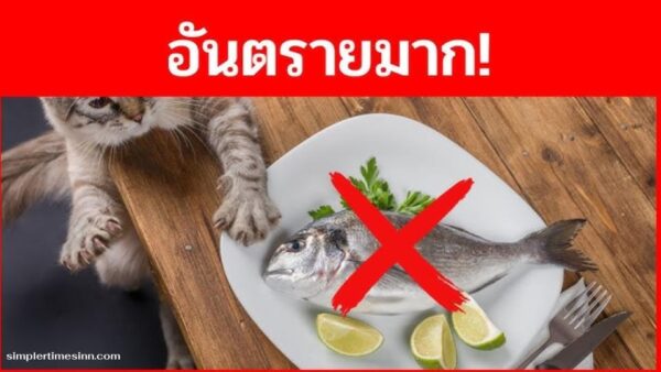 อาหารคนที่แมวกินไม่ได้ อันตรายถึงชีวิตที่เจ้าของควรรู้