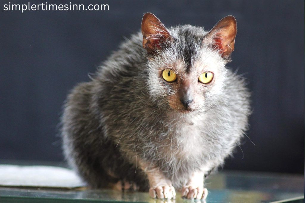 Lykoi Cat ฃเป็นสัตว์ที่ค่อนข้างใหม่และหายากซึ่งมีต้นกำเนิดมาจากสัตว์ขนสั้นในประเทศผ่านการเปลี่ยนแปลงตามธรรมชาติ คาดว่าการเปลี่ยนแปลง