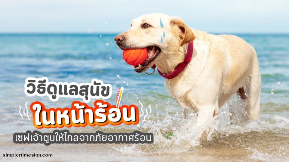 วิธีป้องกันและดูแลสุนัขในหน้าร้อน ภัยร้ายที่คร่าชีวิตเพื่อนสี่ขา