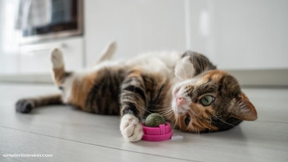 กัญชาแมว (Catnip) อันตรายไหม? สิ่งที่เจ้าของแมวควรรู้
