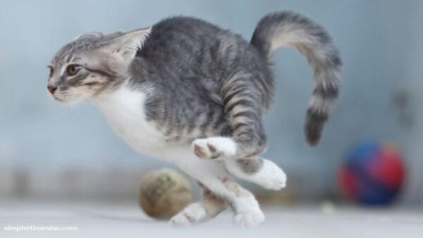 อาการซูมมี่ (Zoomies) ทำไมแมวชอบวิ่งพล่านตอนกลางคืน?